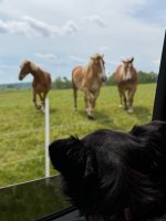 IMG_1345.jpeg